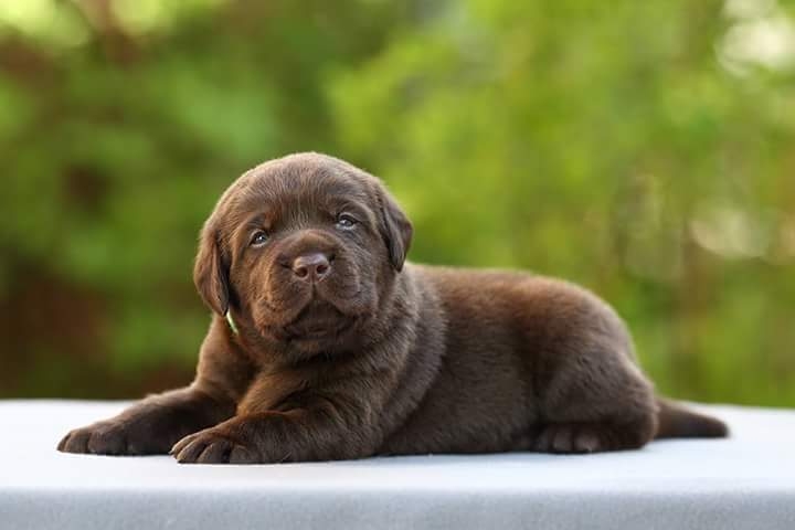 Chocolate Labrador puppy