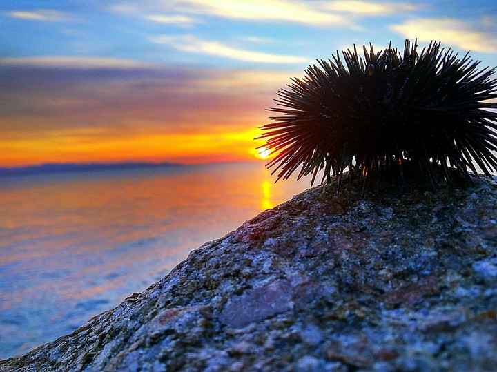 sea ​​urchins