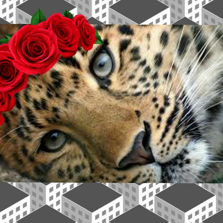 flowers animals