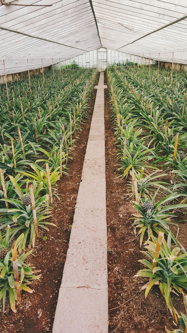 pineapple