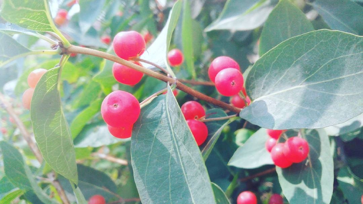 Berries