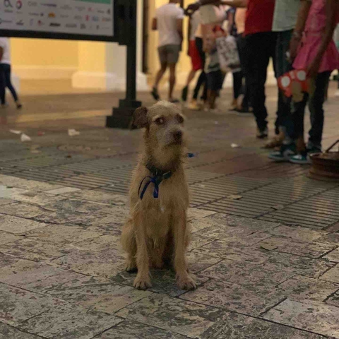 La riconoscenza è una malattia del cane non trasmissibile al