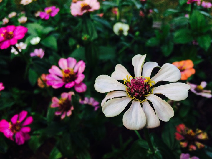 flowers