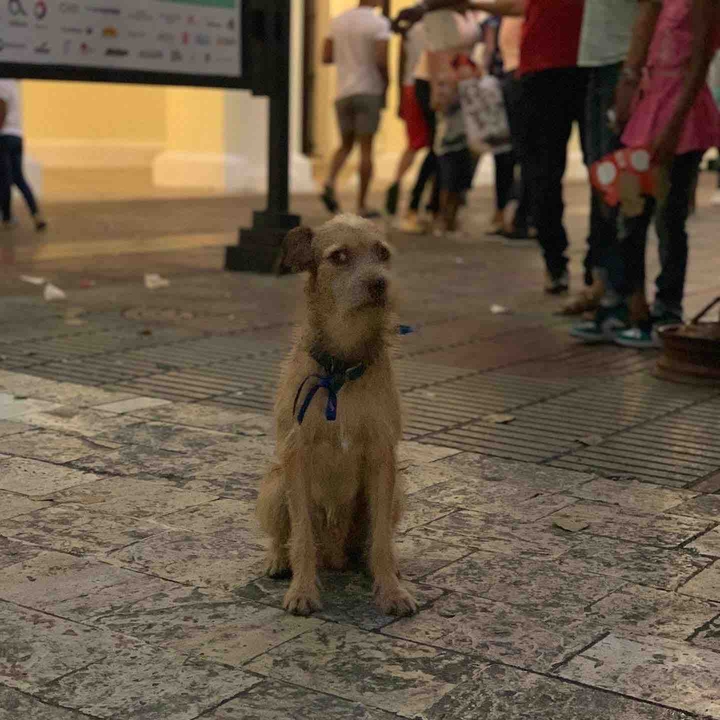 La riconoscenza è una malattia del cane non trasmissibile al
