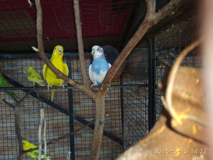 bird