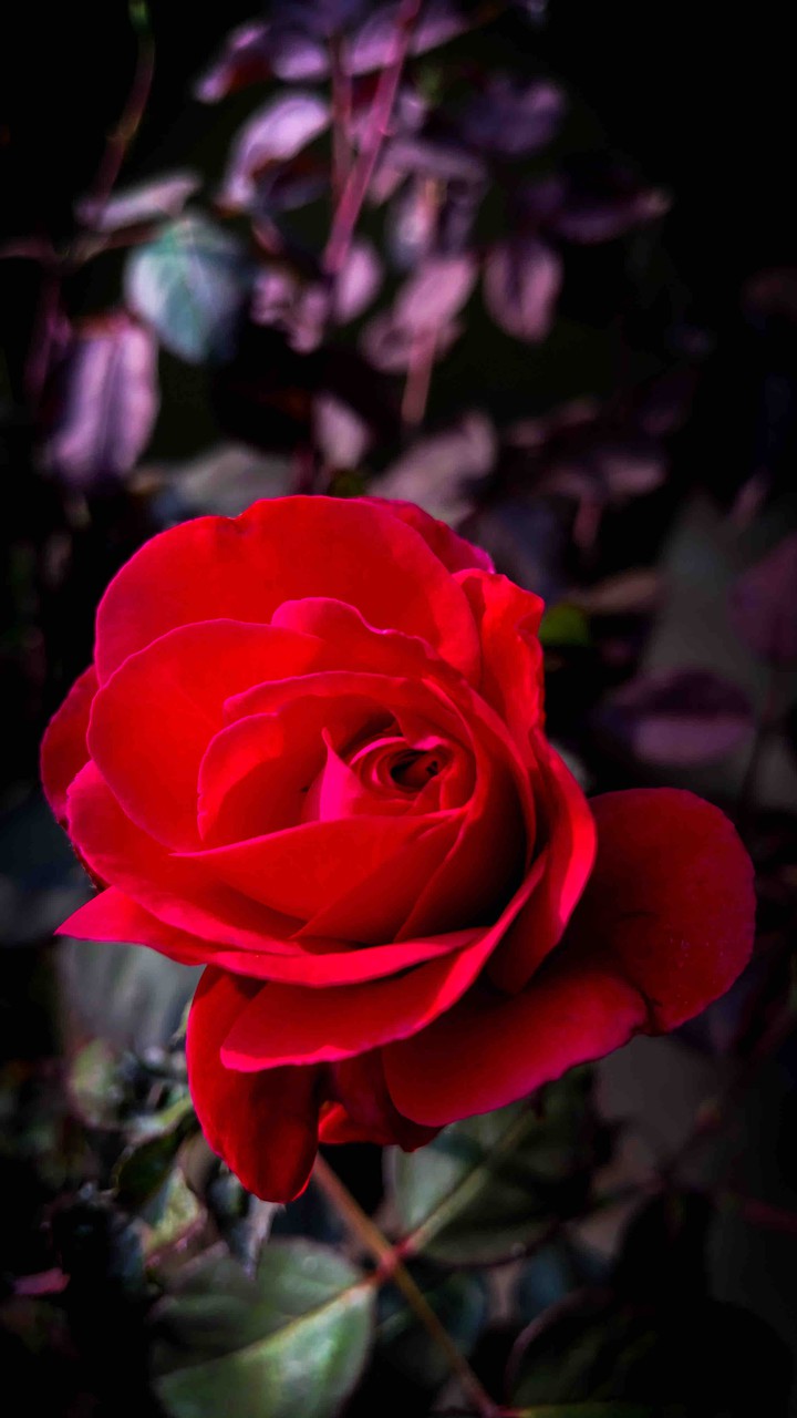 rose bud