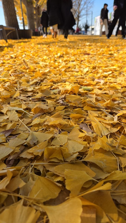 Yellow, Amber duvar kağıtları