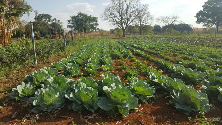 Horta