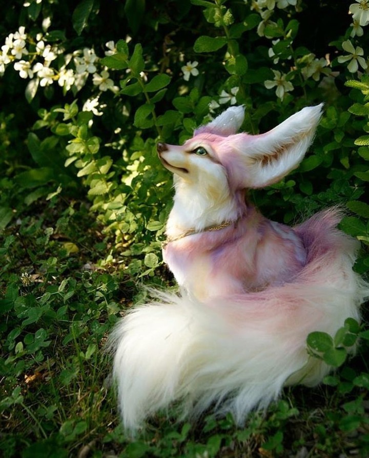 Fox 