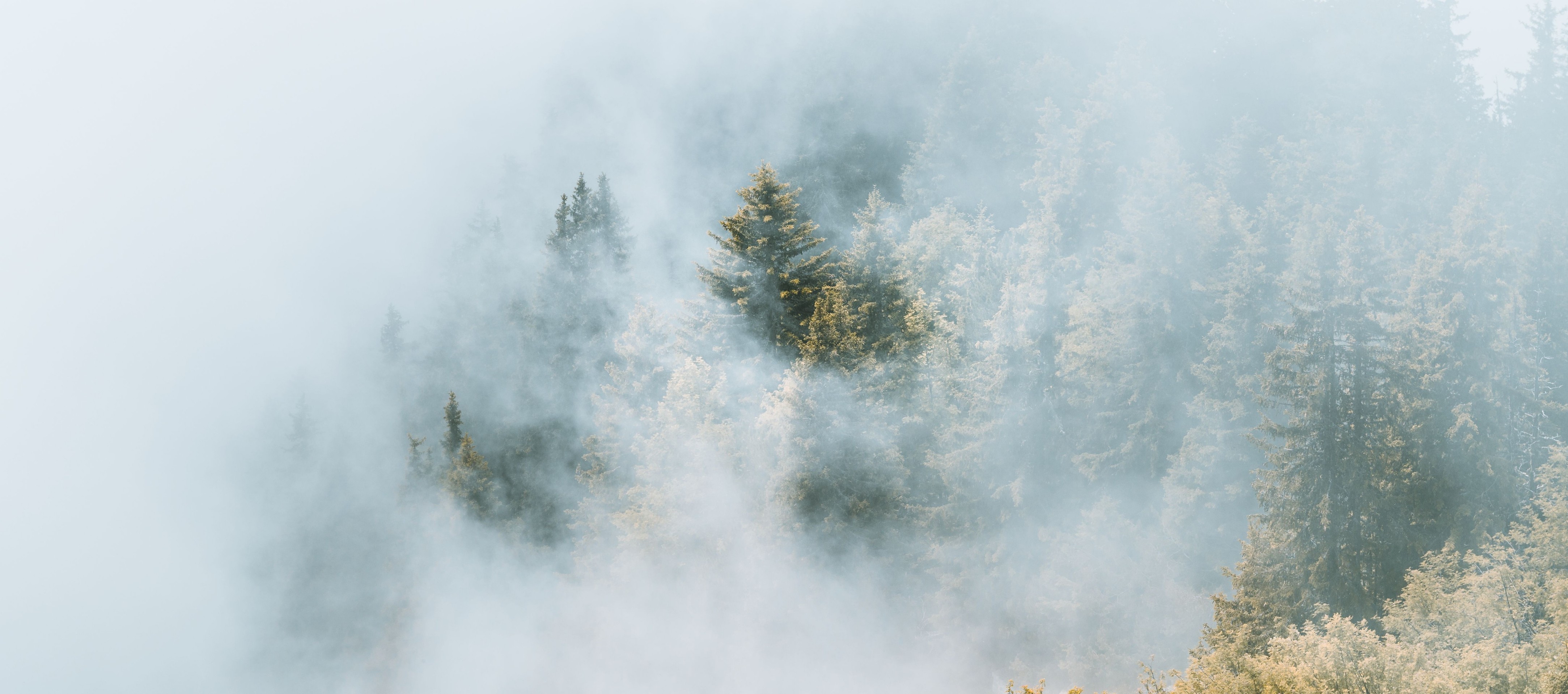 fog, mist wallpapers