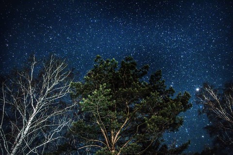 night in forest