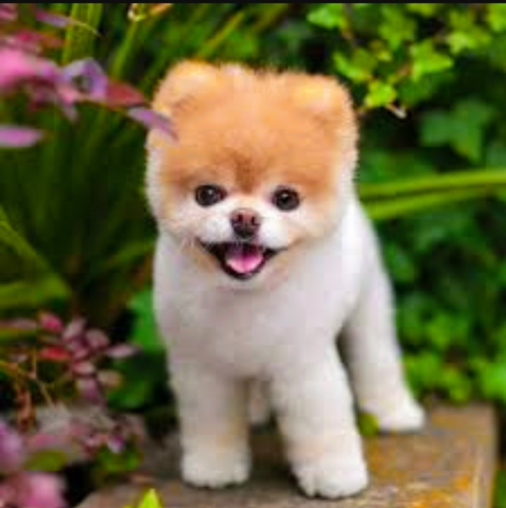 boo dog
