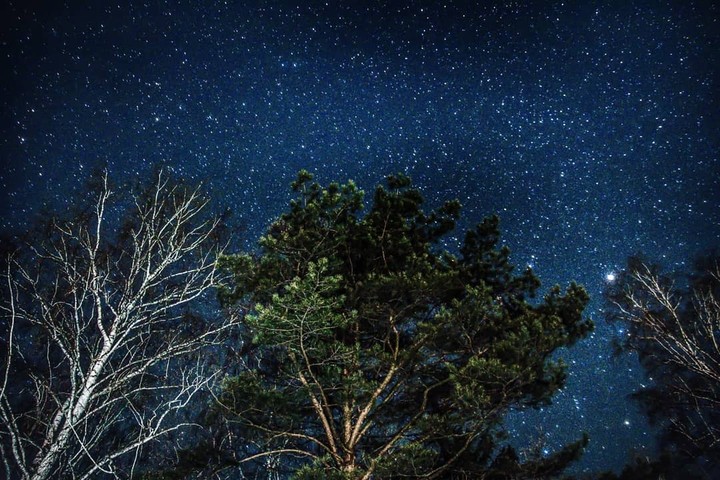 night in forest