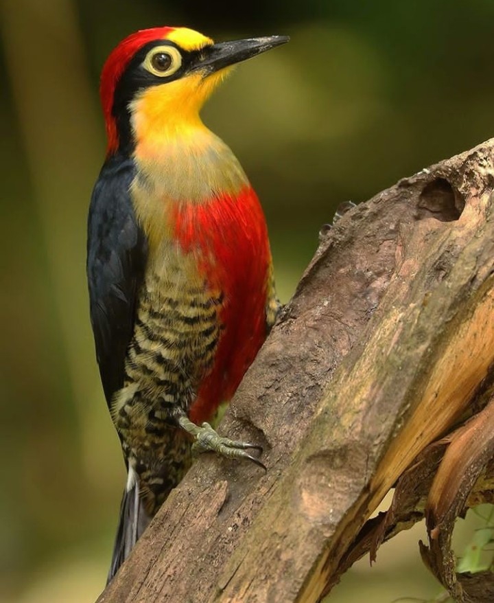 Bird