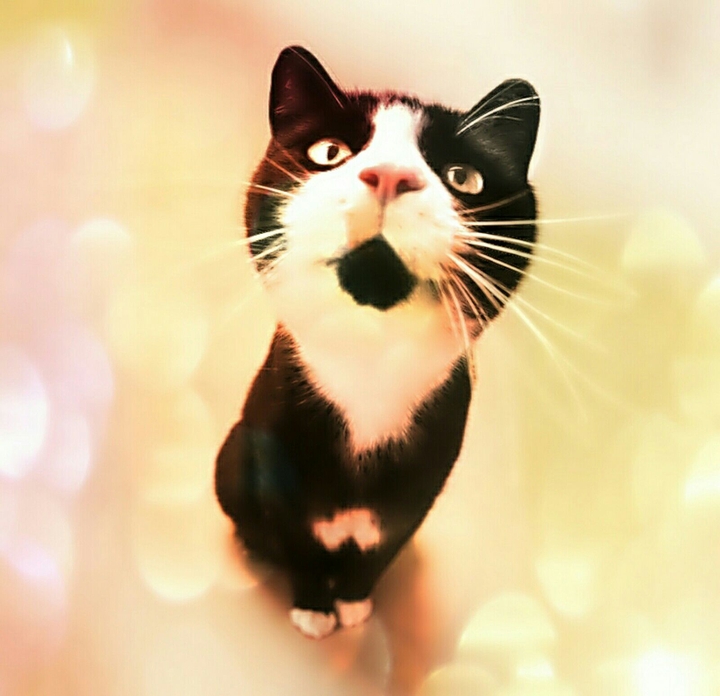 Kitty