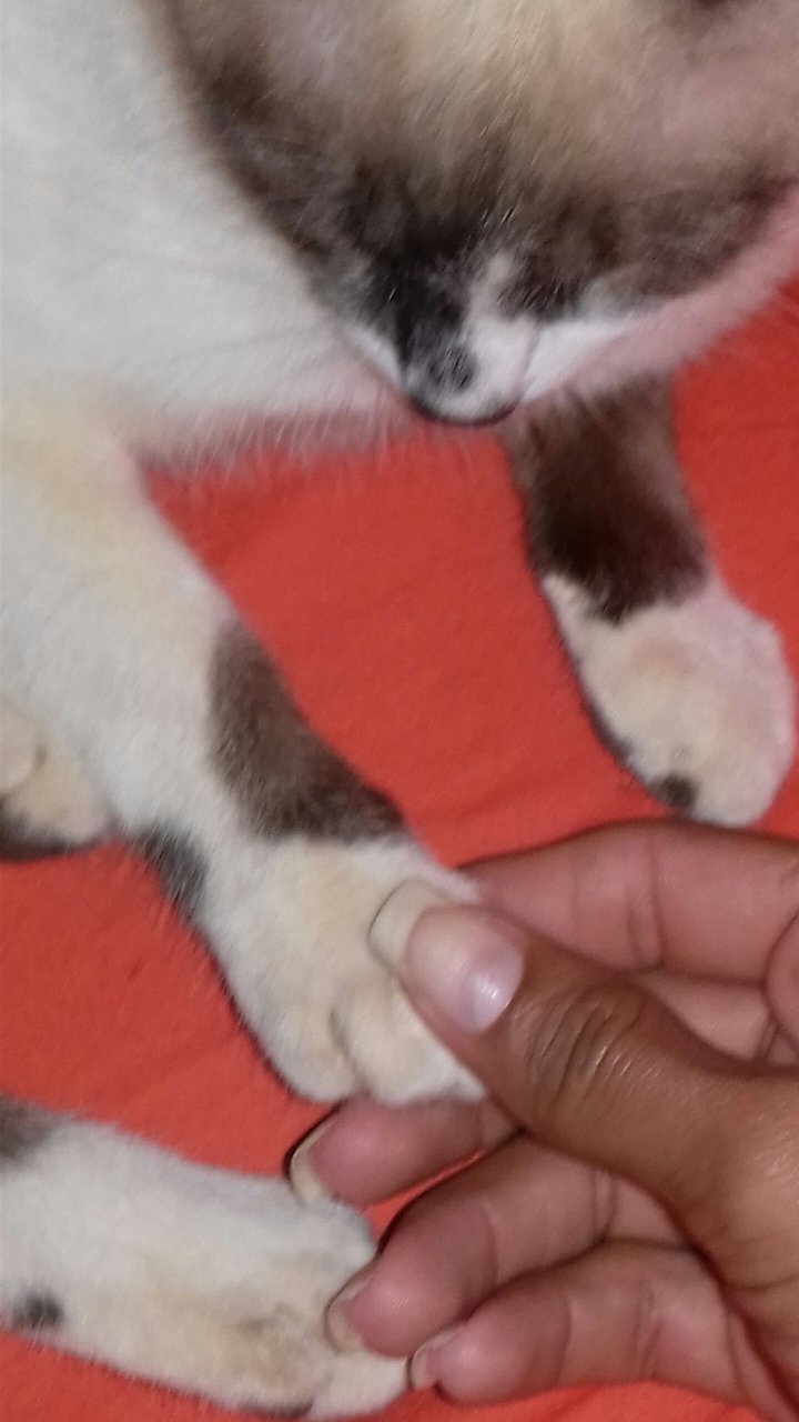 #Cat