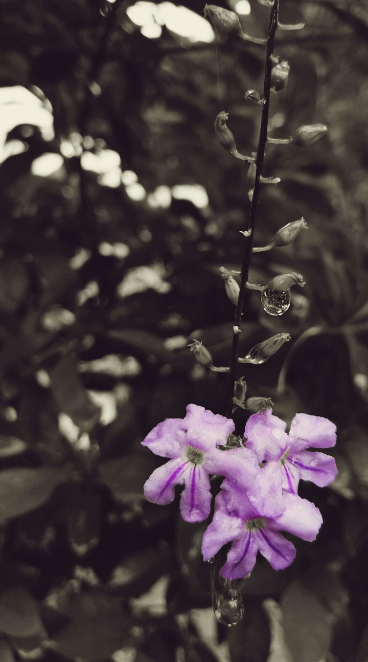 nakal flower
