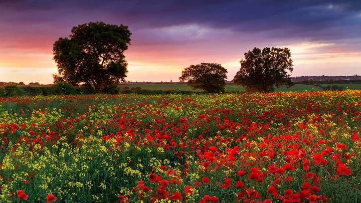 flores en el campo