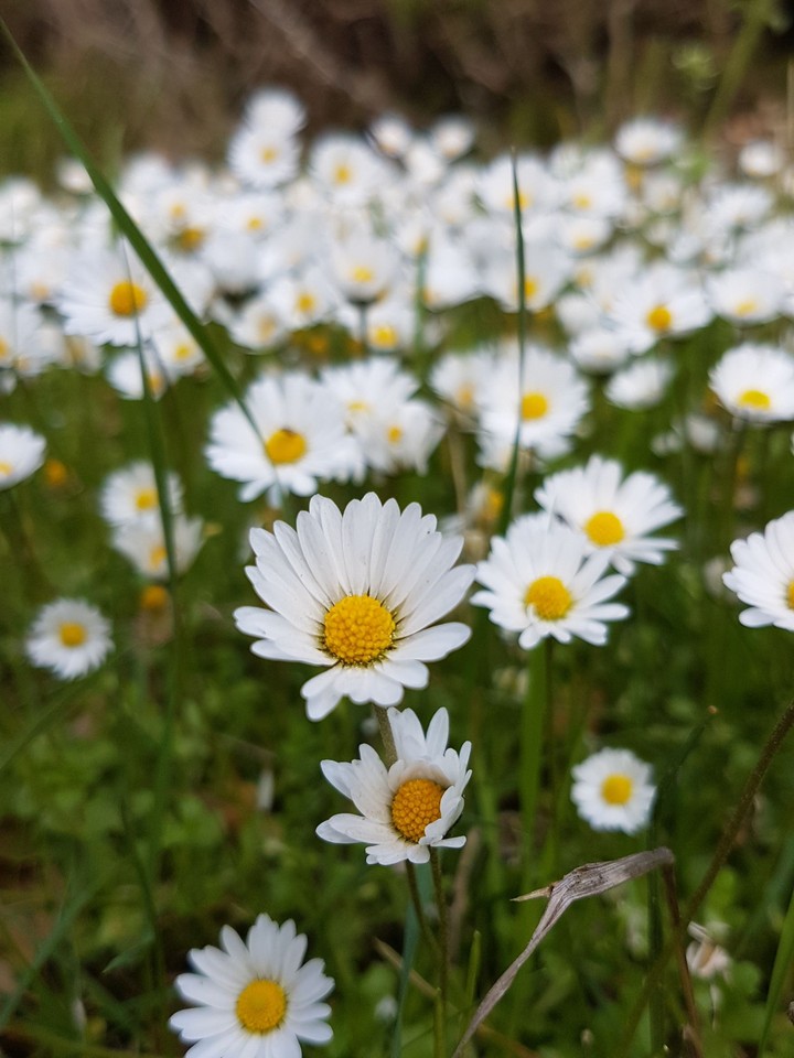 spring.