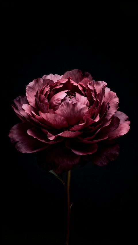 Beauty Blooms in The Darkness