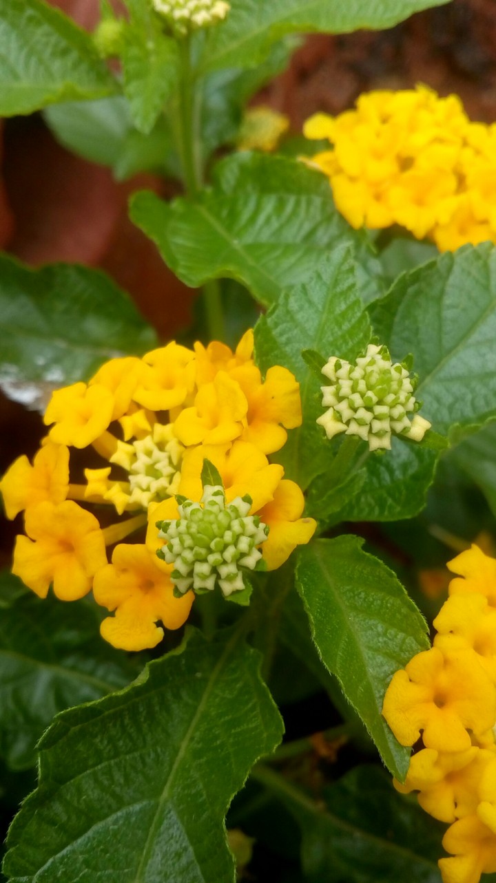 miniature flowers