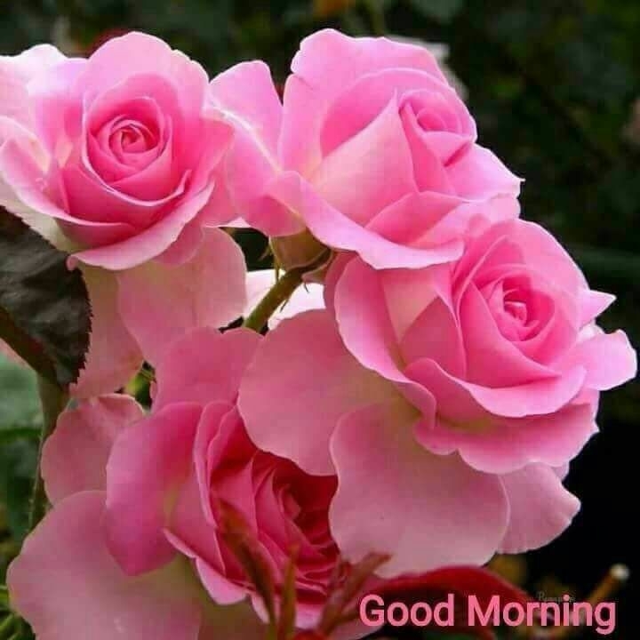 Good morning dear frnds