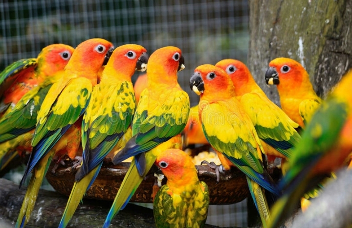 birds