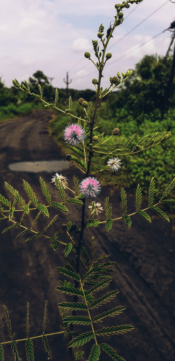 my click