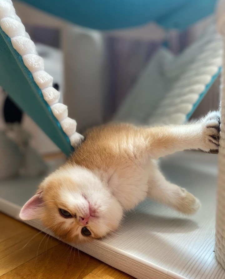 ♡❁◕‿~❁♡