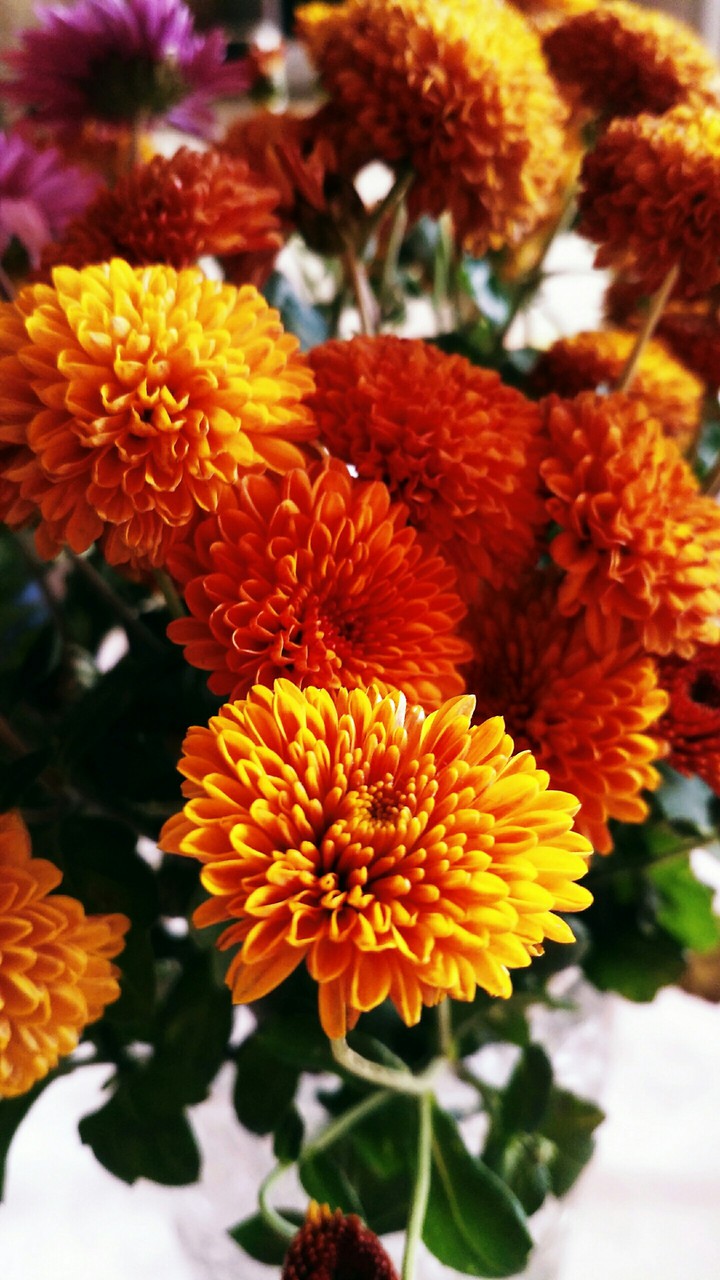 chrysanthemum