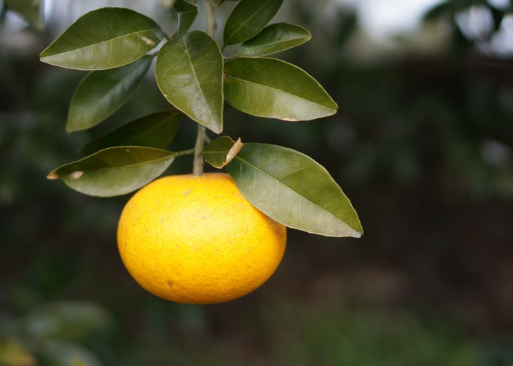 A Tangerine