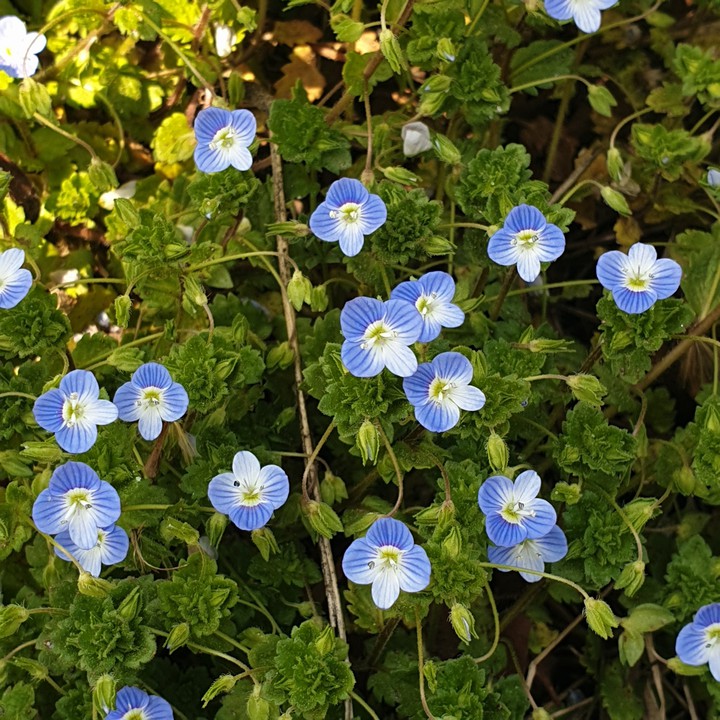 spring of skyblue