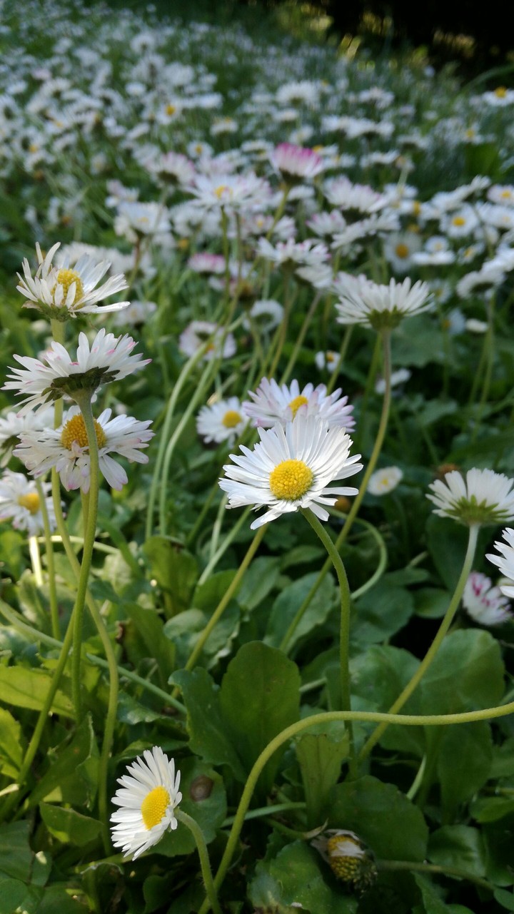 Fiori