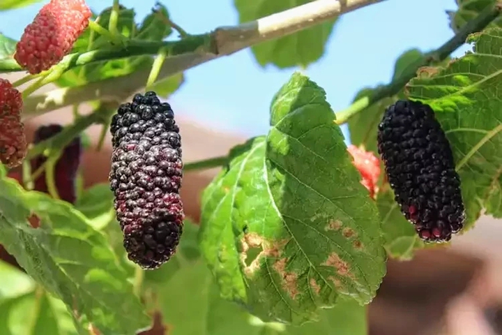 .