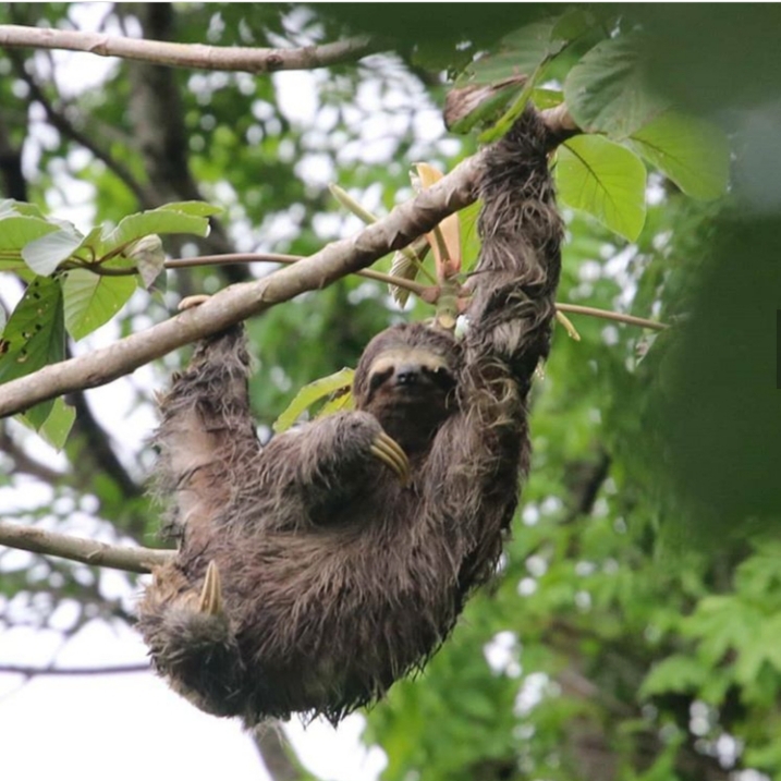 sloth