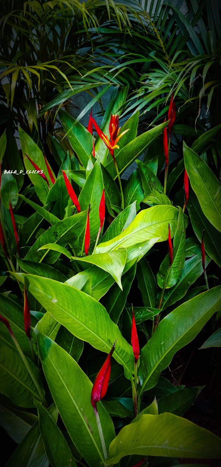 plants