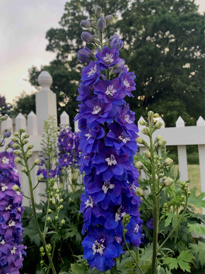 blue bonnets