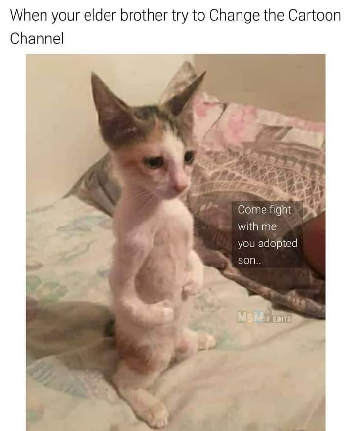 MEMES