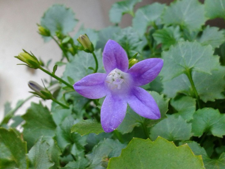 Blaue Blume