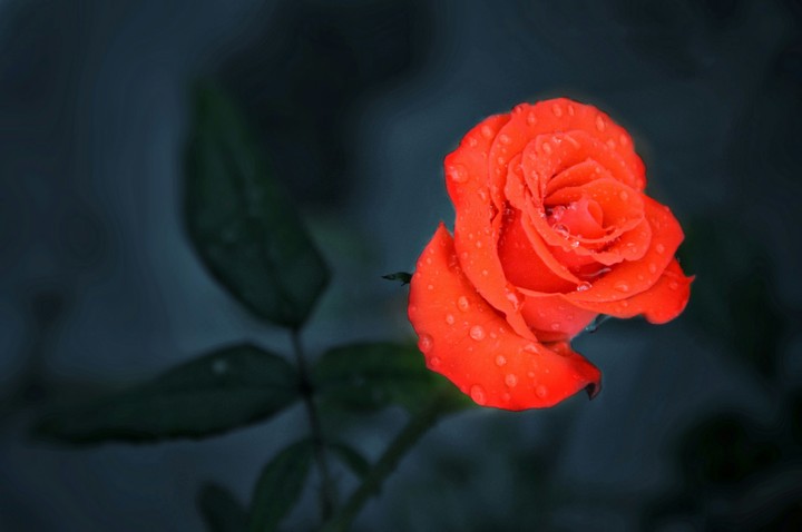 Freshness and Rose