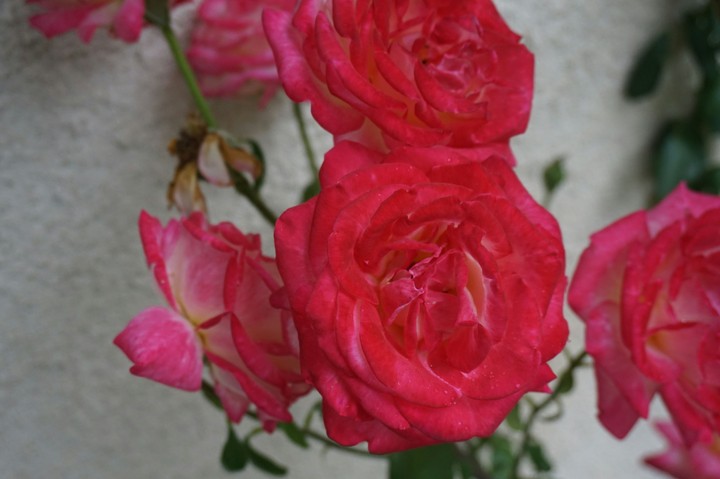Pink roses