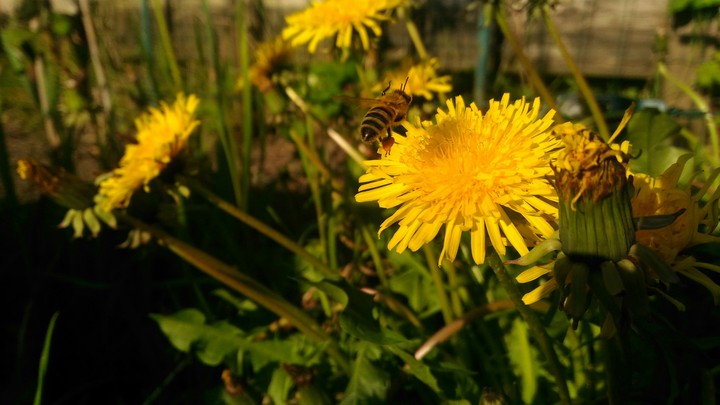 Do it like a bee