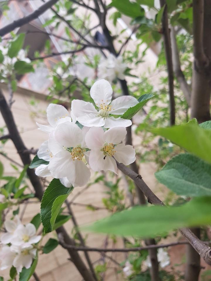 spring ♡