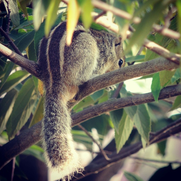 squirrel