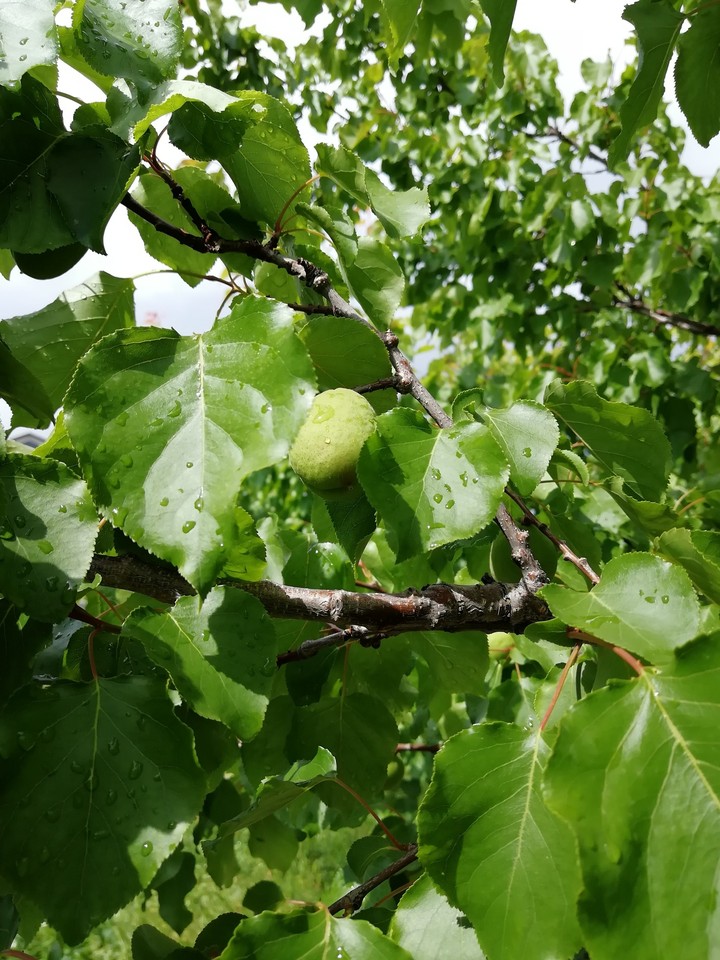 apricot