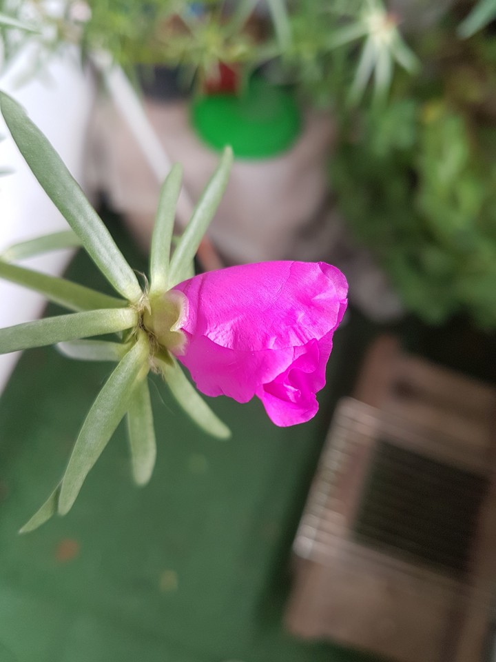 Natureza