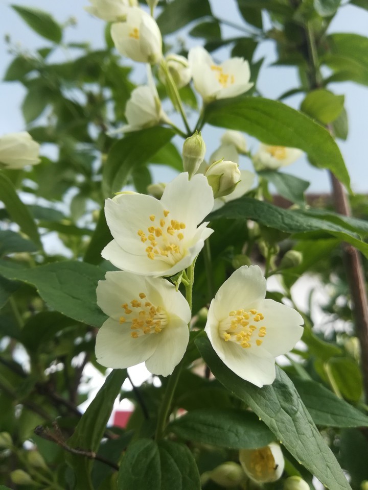 jasmine