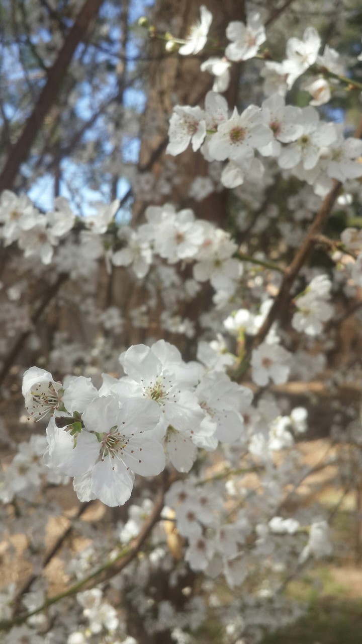 spring in our city