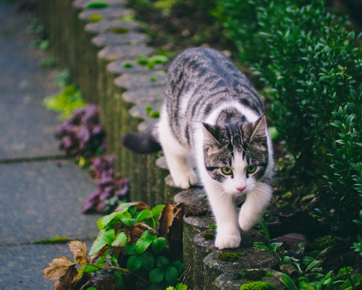 kitty