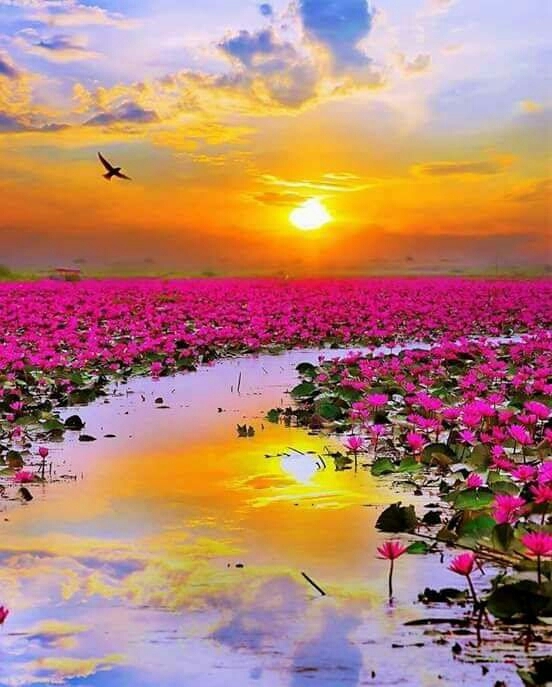 Lotus Lake Thailand..